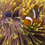 anemone reef coral