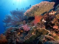 Koh DokMai Phukat andaman sea