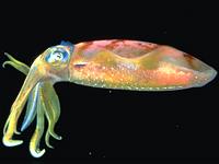 RachaYai island, coral beaches